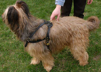 Pulling dog harness for briard
