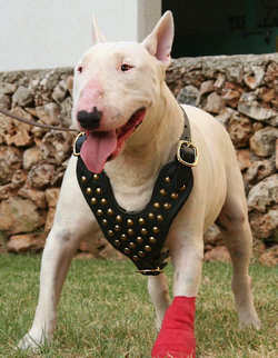 Adjustable Bull Terrier Studded Walking dog harness-BT deluxe harness