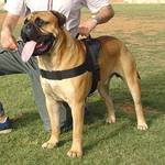 Adjustable Nylon dog harness with handle for wallcking, dog training bullmastiff 