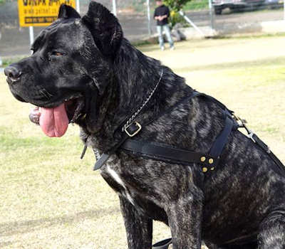 Pulling Tracking dog harness for cane corso
