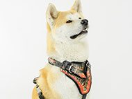 akita-inu-harnesses-category