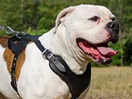 american-bulldog-harnesses-category