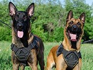 belgian-malinois-harnesses-category