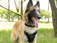 belgian-sheepdog-harnesses-category