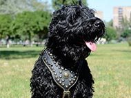 black-russian-terrier-harnesses-category