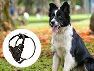 border-collie-harnesses-category
