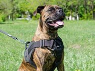 boxer-harnesses-category