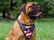 bullmastiff-harnesses-category
