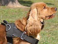 cocker-spaniel-harnesses-category