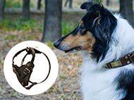 collie-harnesses-category