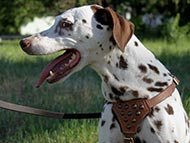 dalmatian-harnesses-category
