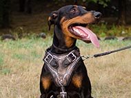 doberman-harnesses-category
