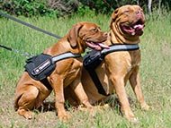 dogue-de-bordeaux-harnesses-category