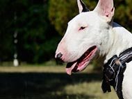 english-bull-terrier-harnesses-category