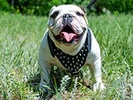 english-bulldog-harnesses-category