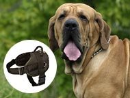 fila-brasiliero-harnesses-category