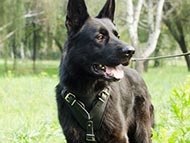 german-shepherd-harnesses-category