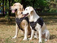 golden-retriever-harnesses-category