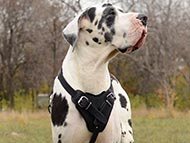 great-dane-harnesses-category