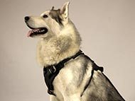 husky-harnesses-harnesses-category