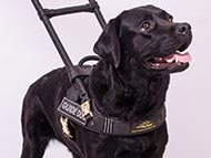labrador-harnesses-category