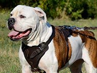 large-dog-harnesses-category