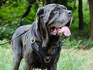 mastino-neapolitano-harnesses-category
