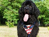 newfoundland-harnesses-category