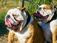 nylon-collars-category