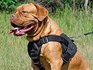 nylon-dog-harnesses-category