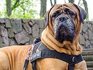 old-english-mastiff-harnesses-category