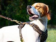 pointer-harnesses-category