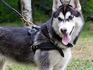 pulling-dog-harnesses-category