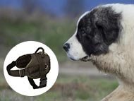 pyrenean-mastiff-harnesses-category