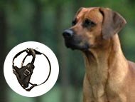 rhodesian-ridgeback-harnesses-category