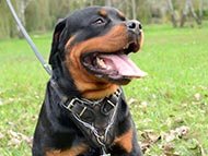 rottweiler-harnesses-category