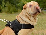 shar-pei-harnesses-category