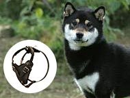 shiba-inu-harnesses-category
