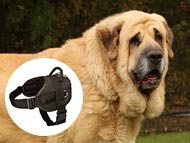 spanish-mastiff-harnesses-category