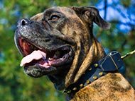 spiked-collars-category