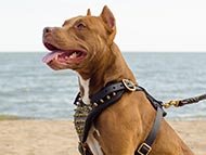 spiked-dog-harnesses-category