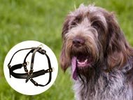 spinone-italiano-harnesses-category