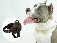 staffordshire-bull-terrier-harnesses-category