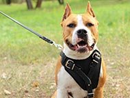 staffordshire-terrier-harnesses-category