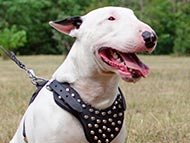 studded-dog-harnesses-category