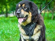 tibetan-mastiff-harnesses-category
