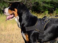 tracking-dog-harnesses-category