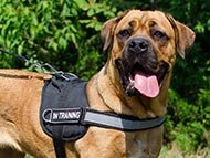 training-dog-harnesses-category