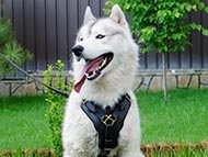 walking-dog-harnesses-category