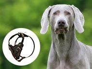 weimaraner-harnesses-category